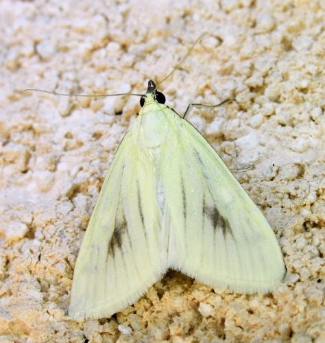 Réf. 338 228 : Sitochroa palealis